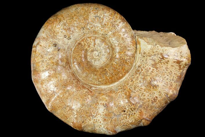 Jurassic Ammonite Fossil - Madagascar #118445